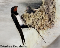 ����������� ��������